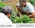 A pepper harvesting experience at a pepper farm in Yachimata, Chiba Prefecture 128958003