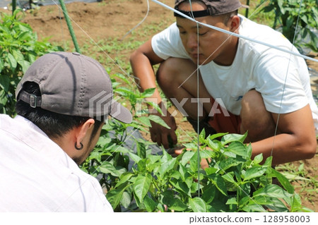 A pepper harvesting experience at a pepper farm in Yachimata, Chiba Prefecture A pepper harvesting experience at a pepper farm in Yachimata, Chiba Prefecture 128958003