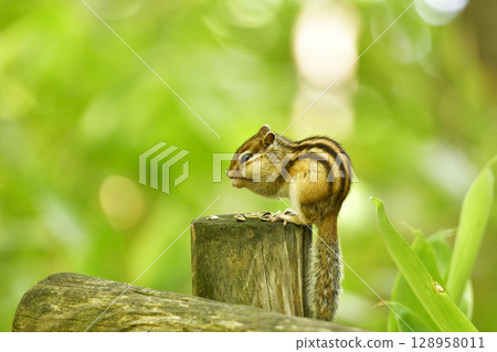 Chipmunk stuffing sunflower seeds 128958011