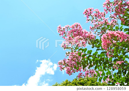 Crape myrtle flowers in the scorching heat of late July Crape myrtle flowers in the scorching heat of late July 128958059