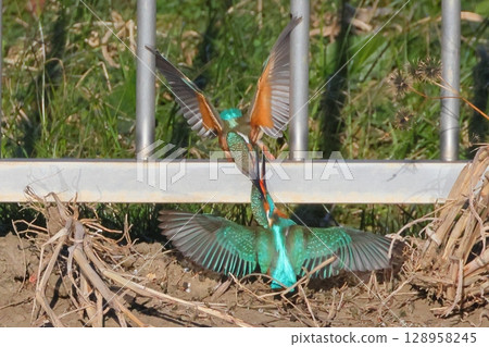 Two kingfishers, a male and a female, fighting on the riverbank at the Kobegawa swan habitat in Kawajima-cho, Hiki-gun, Saitama Prefecture Two kingfishers, a male and a female, fighting on the riverbank at the Kobegawa swan habitat in Kawajima-cho, Hiki-gun, Saitama Prefecture 128958245