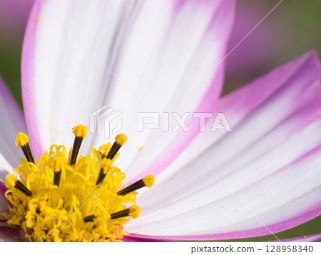 粉紅色波斯菊在清晨的陽光下閃耀 128958340