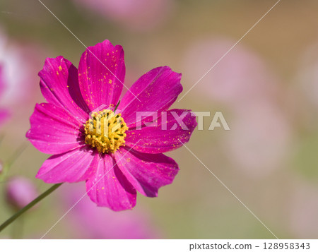 Cosmos flowers shining in the autumn sunlight Cosmos flowers shining in the autumn sunlight 128958343