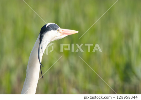A grey heron searching for food near the water A grey heron searching for food near the water 128958344