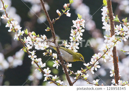White-eye that sucks the nectar of plum blossoms White-eye that sucks the nectar of plum blossoms 128958345