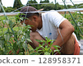 Preparing a Manganji pepper field in Yachimata, Chiba Prefecture 128958371