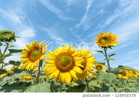 Sunflowers in full bloom. Sunflower fields in Yamamoto Town, Miyagi Prefecture (2025 Yamamoto Sunflower Festival). Yamamoto Town, Miyagi Prefecture. 128958379