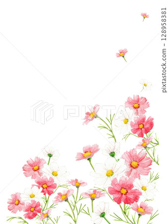 Background frame illustration of red cosmos flowers blooming in watercolor [hand-drawn] Transparent background Copy space 128958381