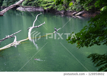 Shirakami Sanctuary Zodiac Shirakami Sanctuary Zodiac 128958602