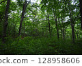 Shirakami Sancha山毛櫸森林 128958606