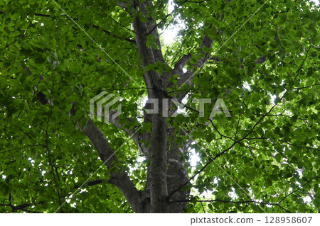 Shirakami Sancha山毛櫸森林 Shirakami Sancha山毛櫸森林 128958607