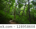 Shirakami Sancha山毛櫸森林 128958608