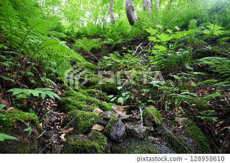 Shirakami Sancha山毛櫸森林 Shirakami Sancha山毛櫸森林 128958610