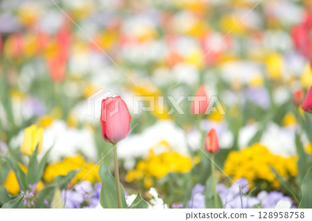  Colorful tulips 128958758