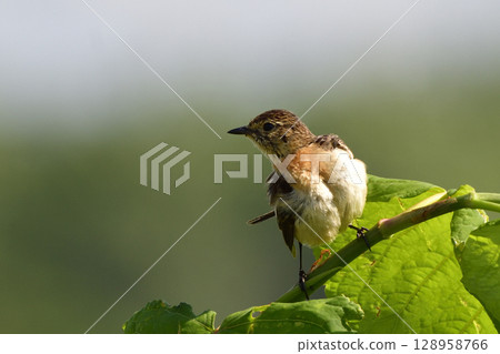 A stonechat resting on Japanese knotweed in the grassland 128958766
