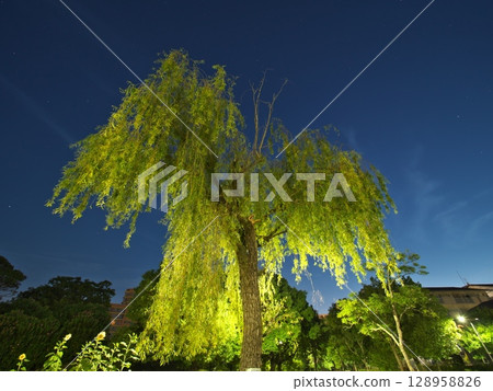 Big willow tree at night Big willow tree at night 128958826