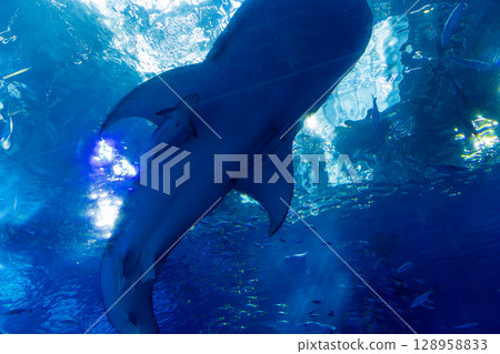 ChuraumiAquarium ChuraumiAquarium 128958833