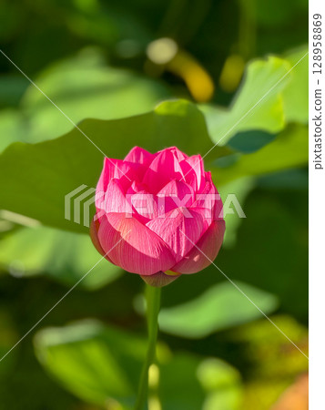 清晨陽光照射下美麗的蓮花蕾 128958869