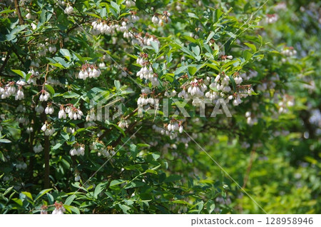 藍莓花盛開 藍莓花盛開 128958946