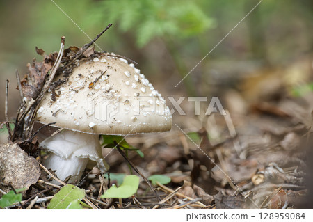 A close-up of an Amanita citrina mushroom, highlighting the details of the fungus in the forest. 128959084