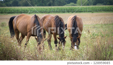 Three beautiful brown horses graze peacefully in a lush, green field on a sunny day. Three beautiful brown horses graze peacefully in a lush, green field on a sunny day. 128959085