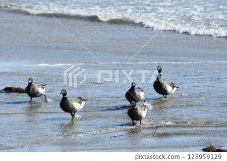 Brent Geese Coming Out of the Sea Brent Geese Coming Out of the Sea 128959129