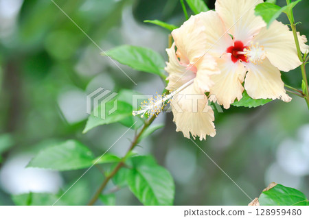 Chinese rose or Hibiscus or Hibiscus rosa sinensis or Hibisceae or Malvaceae , white hibiscus or cream coloured flower or beige flower Chinese rose or Hibiscus or Hibiscus rosa sinensis or Hibisceae or Malvaceae , white hibiscus or cream coloured flower or beige flower 128959480