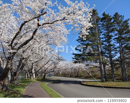 Road where the cherry blossom runs Road where the cherry blossom runs 128959802