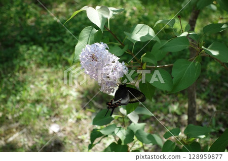 White hydrangea 128959877