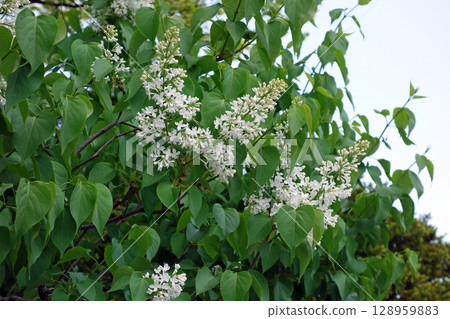 White lilac 128959883