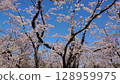 Sakura that shines in the blue sky 128959975