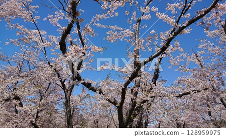 Sakura that shines in the blue sky Sakura that shines in the blue sky 128959975