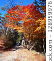 Maple tree with autumn leaves 128959976
