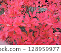 Red leaves 128959977