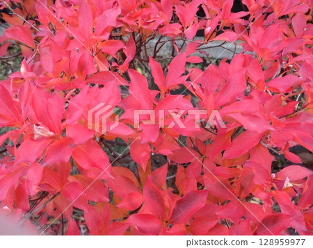 紅葉 紅葉 128959977