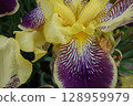 Yellow flower 128959979