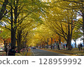 A yellow leafy ginkgo bunched trees 128959992