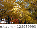 A tunnel of yellow ginkgo leaves 128959993