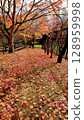 Carpet of fallen leaves 128959998
