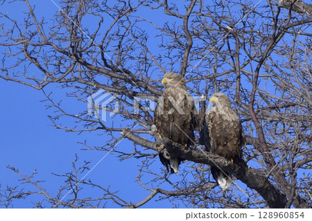 一對白尾鷹 128960854