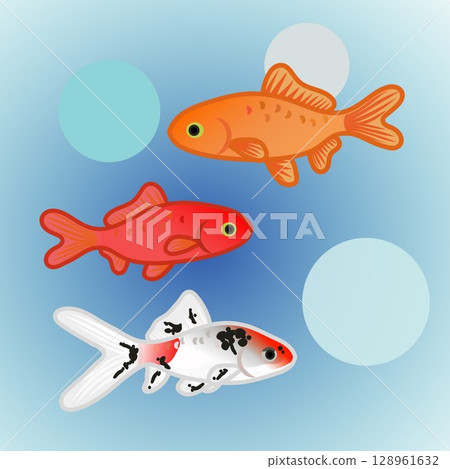 日本金魚的插圖 日本金魚的插圖 128961632