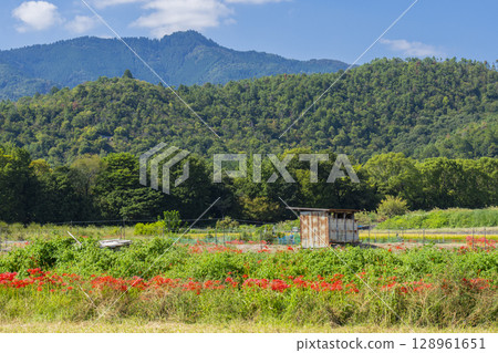 紅花與田園風光（北佐賀縣大澤池週邊） 128961651