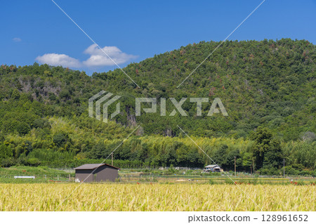 Red spider lilies and rural scenery (around Osawa Pond, Kitasaga) 128961652