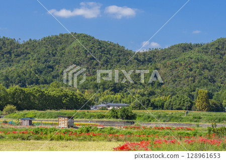 紅花與田園風光(北佐賀縣大澤池週邊) 紅花與田園風光(北佐賀縣大澤池週邊) 128961653