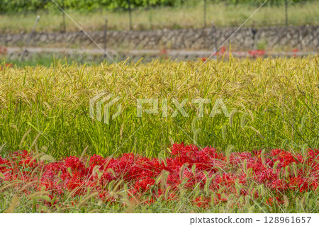 Red spider lilies and rural scenery (around Osawa Pond, Kitasaga) Red spider lilies and rural scenery (around Osawa Pond, Kitasaga) 128961657