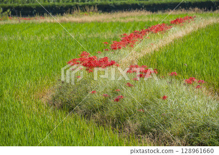 Red spider lilies and rural scenery (around Osawa Pond, Kitasaga) Red spider lilies and rural scenery (around Osawa Pond, Kitasaga) 128961660