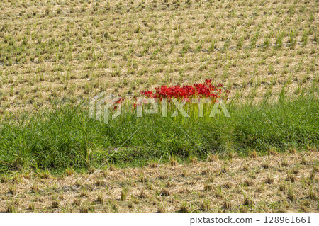 Red spider lilies and rural scenery (around Osawa Pond, Kitasaga) Red spider lilies and rural scenery (around Osawa Pond, Kitasaga) 128961661