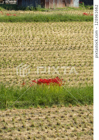 紅花與田園風光（北佐賀、廣澤池週邊） 128961662