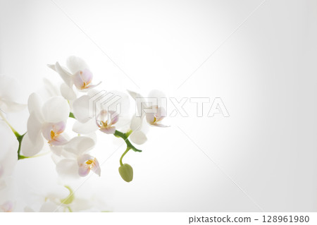 灰色背景上的白色蝴蝶蘭 5 灰色背景上的白色蝴蝶蘭 5 128961980