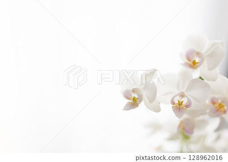 白色蝴蝶蘭7 128962016